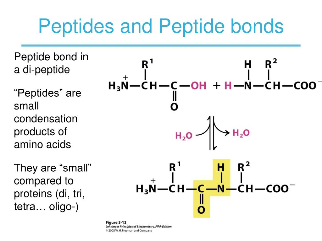 calculate pi of amino acid in the middle of a polypeptide calculate pi of amino acid in the middle of a polypeptide