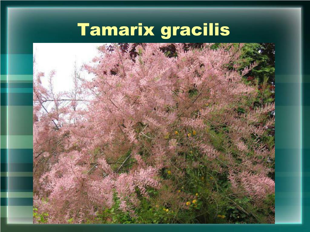 Тамарикс кустарник фото и описание. Тамарикс изящный (Tamarix gracilis). Тамарикс галофит. Китайская сирень тамарикс. Тамарикс - Божье дерево.