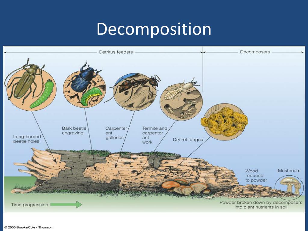 Layer Decomposition
