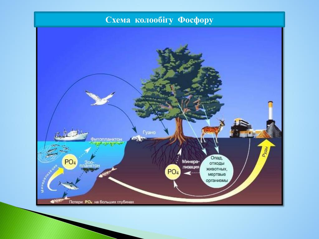 Фф круговорот. Круговорот фосфора. Биогеохимический цикл фосфора схема. Круговорот углерода и фосфора. Круговорот фосфора в биосфере схема.