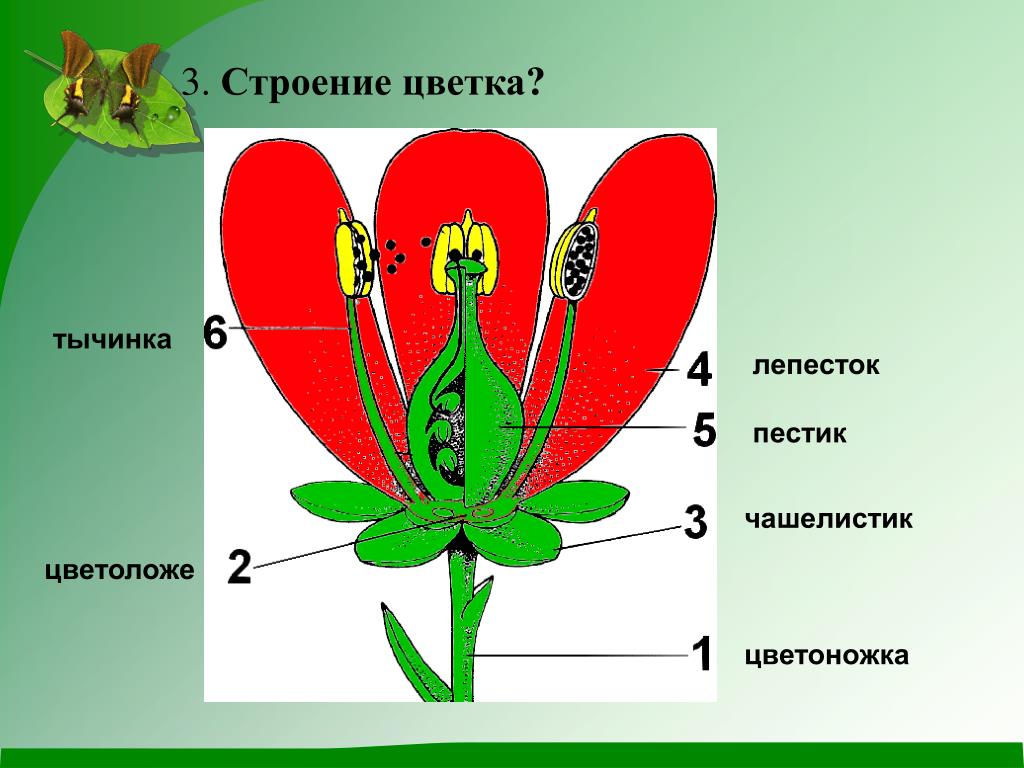 Круговое расположение частей цветка