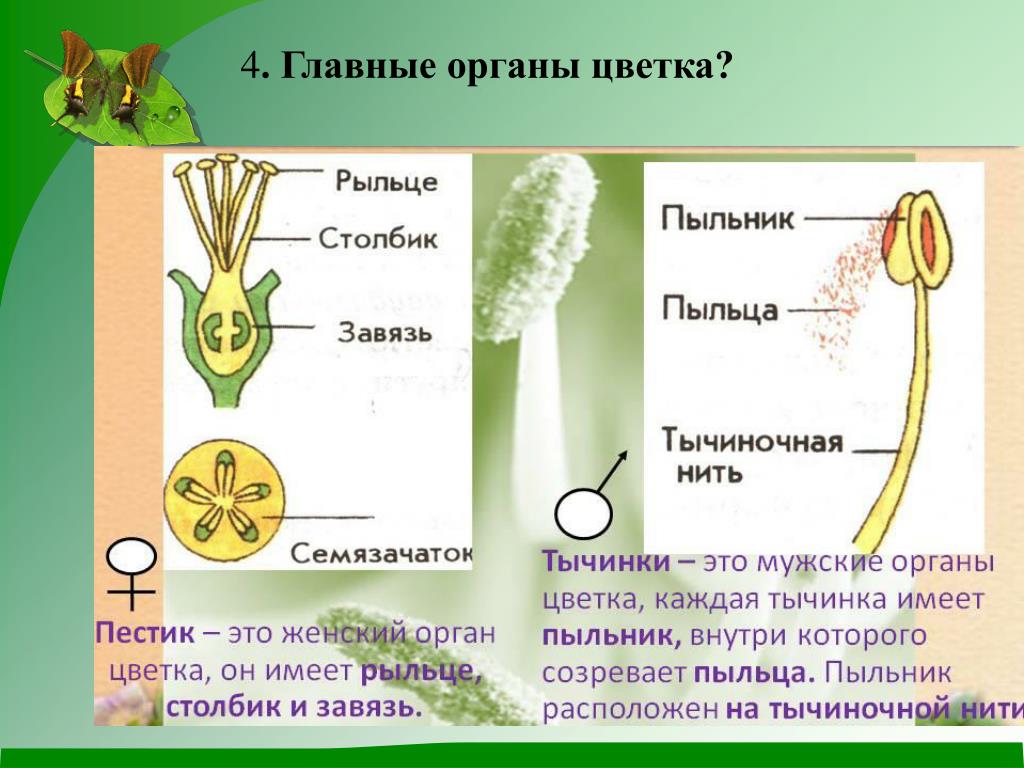 Мужской и женский органы цветка. Главные органы цветка. Строение пестика и тычинки. Пестик это мужской или женский организм цветка. Главные части цветка это пестик и тычинка.