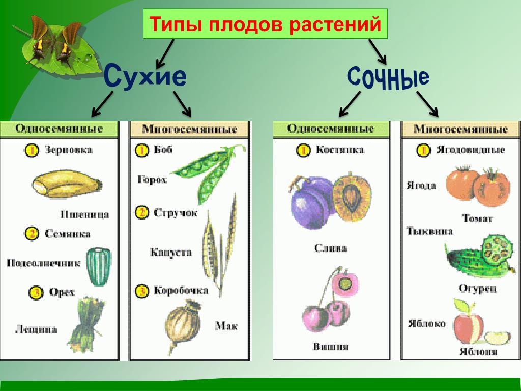 Виды плодов. Типы сухих и сочных плодов. Плоды виды таблица. Типы плодов покрытосеменных растений. Плоды сухие и сочные односемянные и многосемянные таблица.