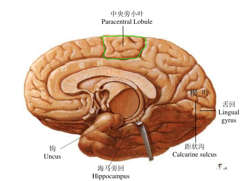 脑血管解剖学习笔记第16期：颞浅动脉大体解剖 - 脑医汇 - 神外资讯 - 神介资讯