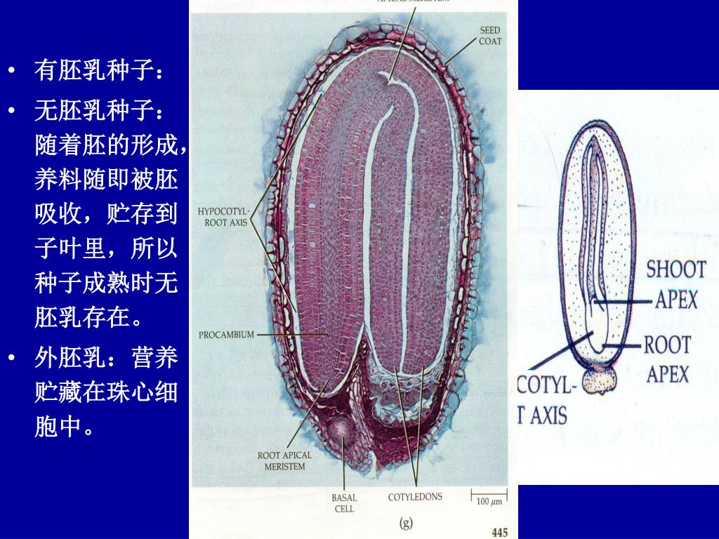 Ppt 1 1 1 胚的发育1 1 种子的形成和结构一 种子powerpoint Presentation Id