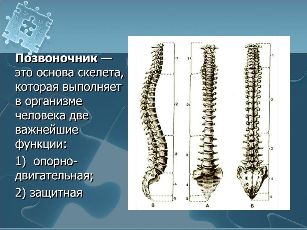 Скелет человека спина. Скелет позвоночника человека. Пояснично-крестцовый отдел позвоночника строение. Позвоночник человека анатомия. Позвоночник отделы строение.