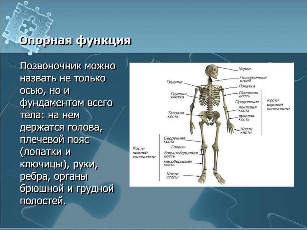 Какие функции выполняет опорная система