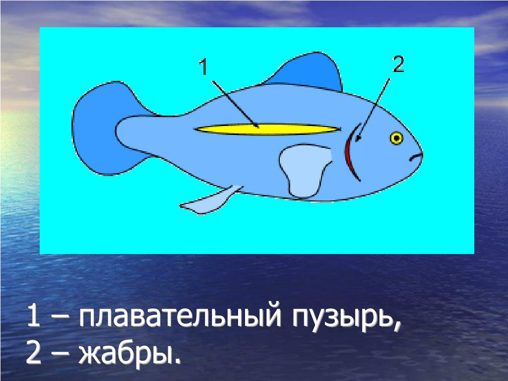 У каких костных рыб нет плавательного пузыря. Плавательный пузырь рыб биология 7 класс. Плавательный пузырь у костистых рыб. Строение плавательного пузыря у рыб. Плавательный мешок у рыб.