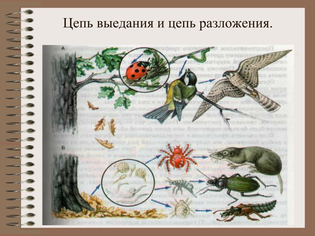 Окружающий мир 2 класс Как правильно показать связи в зимнем лесу?
