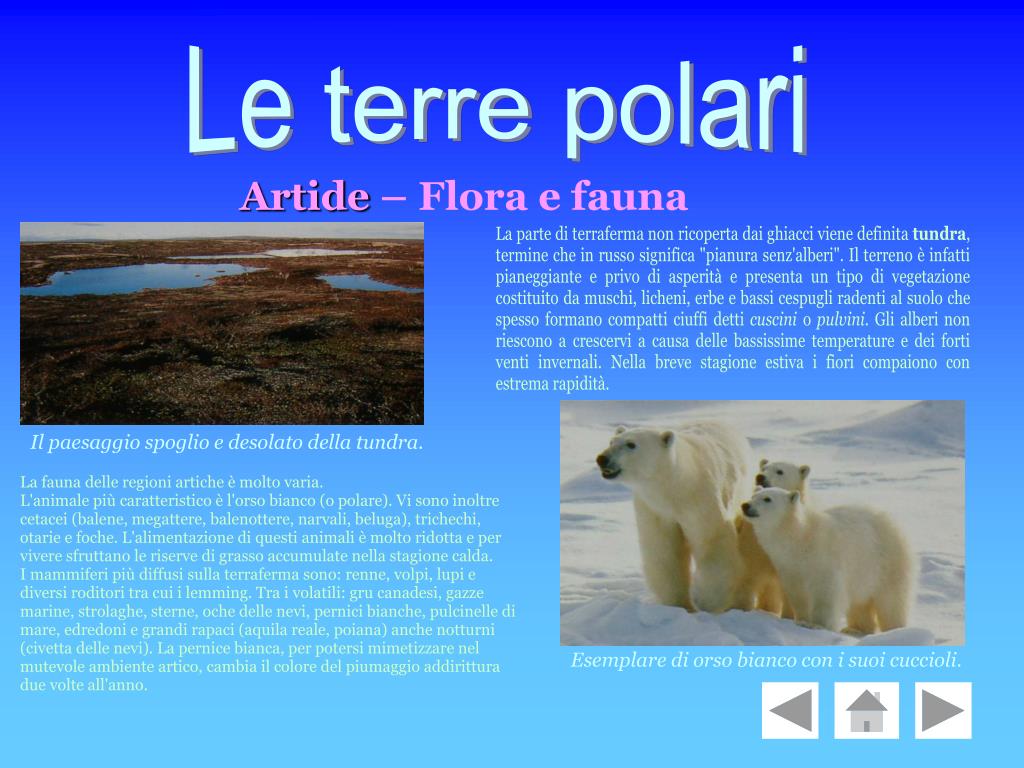 PPT - Le terre polari PowerPoint Presentation, free download - ID:5873754