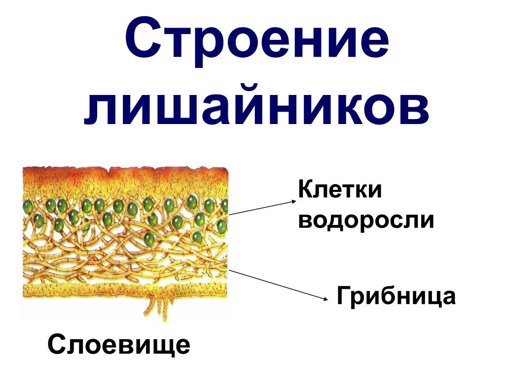 Тело лишайника состоит из 2 организмов