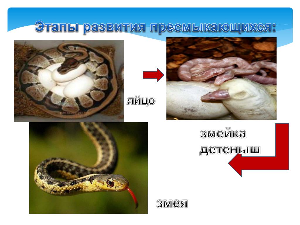 Стадия развития ящерицы. Цикл размножения змей. Развитие размножение рептилий этапы. Размножение пресмыкающихся змеи. Стадии развития змеи.