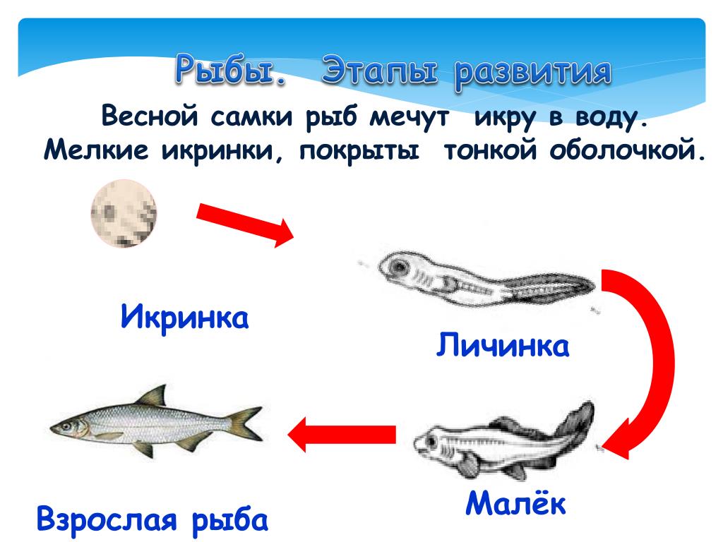 Рыбы огэ биология. Жизненный цикл рыбы схема. Стадии развития рыбы схема. Фазы развития рыбы этапы. Размножение рыб схема.