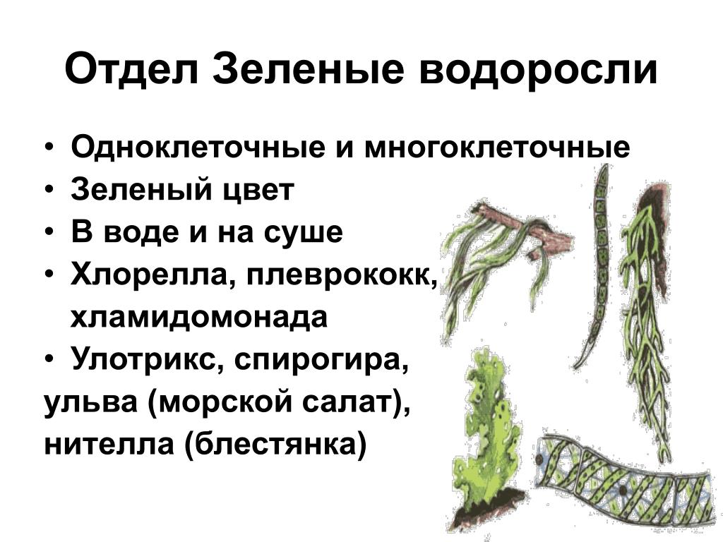 Три примера низших растений. Многоклеточные водоросли 7 класс биология. Отдел зеленые водоросли. Многоклеточные зеленые водоросли. Многоклеточные низшие растения.