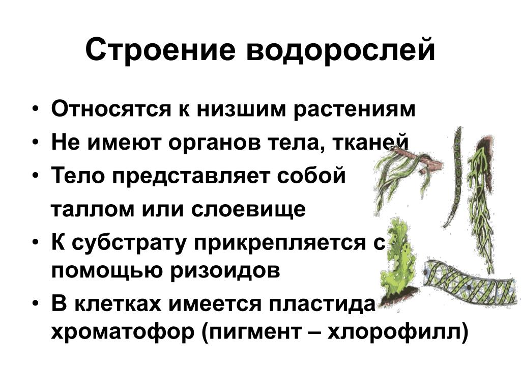 Известно что водоросли относятся к низшим растениям. Строение водорослей 6 класс биология. Строение ламинарии низшие растения. Особенности строения водорослей как низших растений. Низшие растения водоросли строение.
