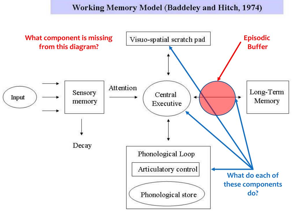 Бэддели ваша память. Модель рабочей памяти. Модель раюочей памяти Аланна беделли. Рабочая память Бэддели. Модель Бэддели.