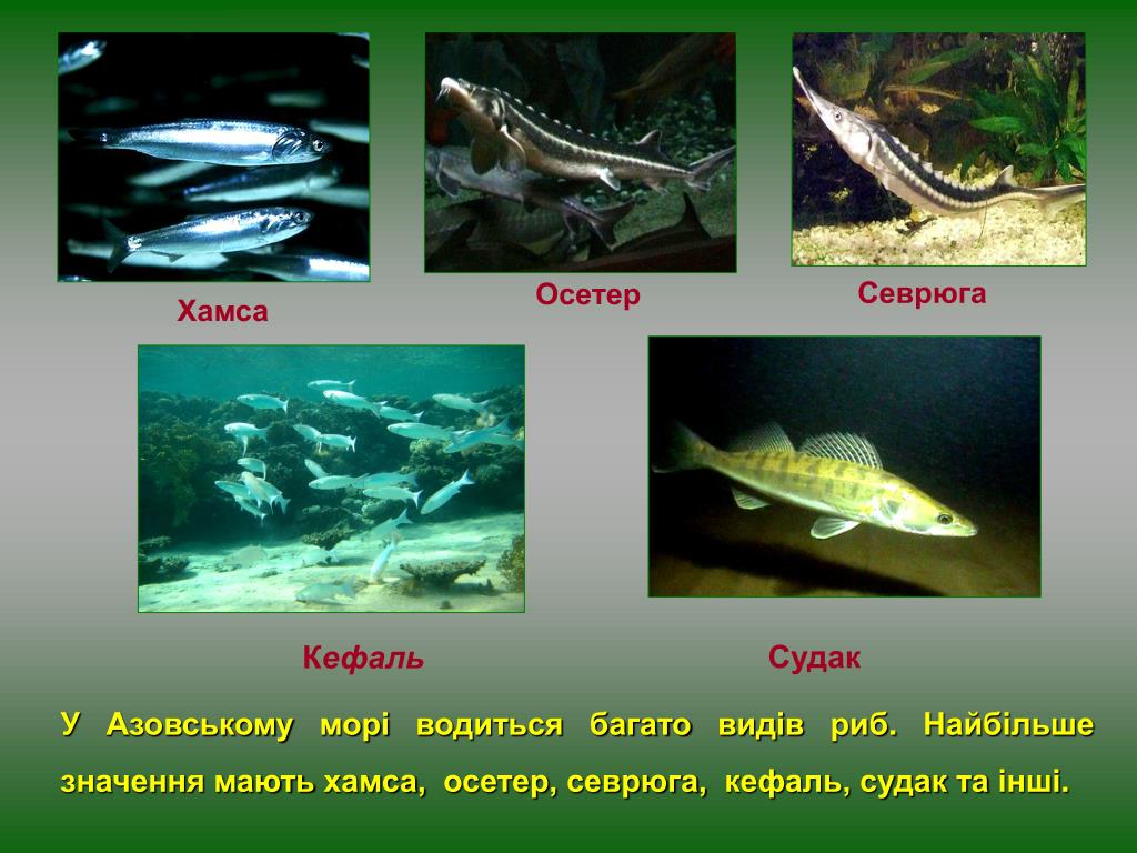 Азовское море обитатели моря