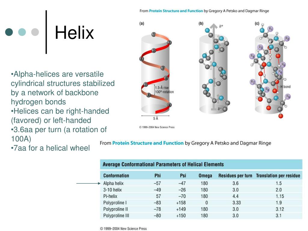 PPT Protein structural element PowerPoint Presentation, free download
