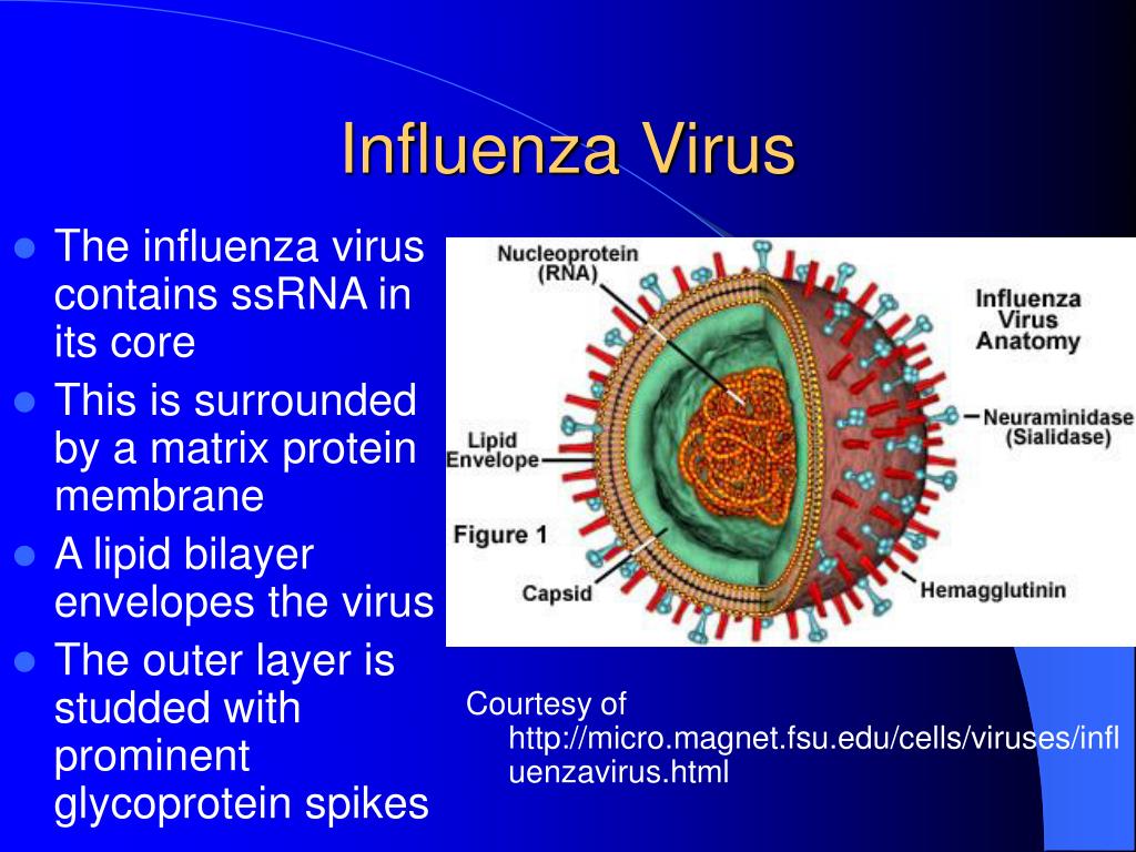 Вирус ковид отнесен. Вирус инфлюэнца строение. Influenza b вирус. Influenza virus морфология. Строение вируса гриппа.
