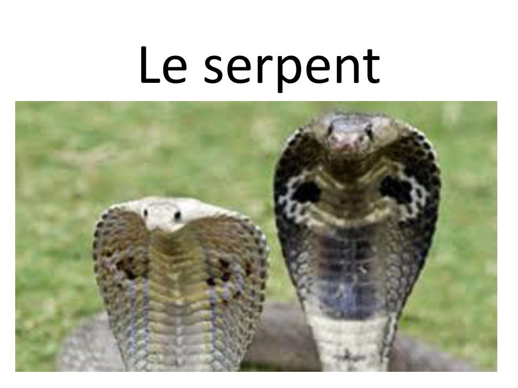 PPT Le Serpent PowerPoint Presentation Free Download ID 5877879