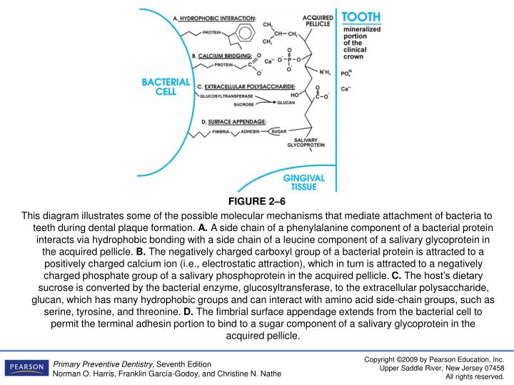PPT Chapter 2 Dental Plaque PowerPoint Presentation ID5878077