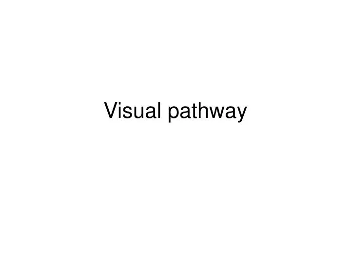 visual pathway n.