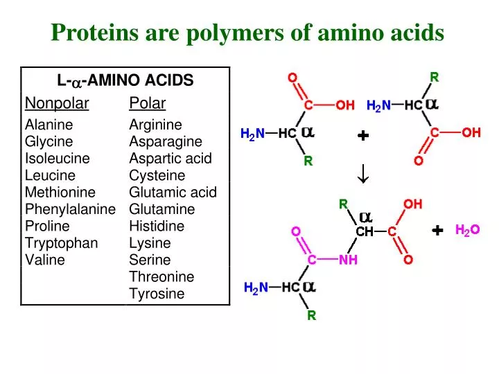 Ppt Proteins Are Polymers Of Amino Acids Powerpoint Presentation Free Download Id 5878178