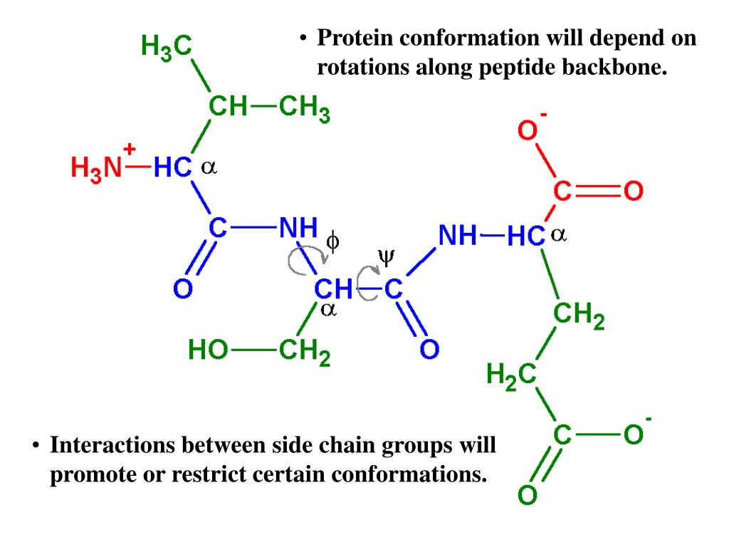 PPT Proteins are polymers of amino acids PowerPoint Presentation