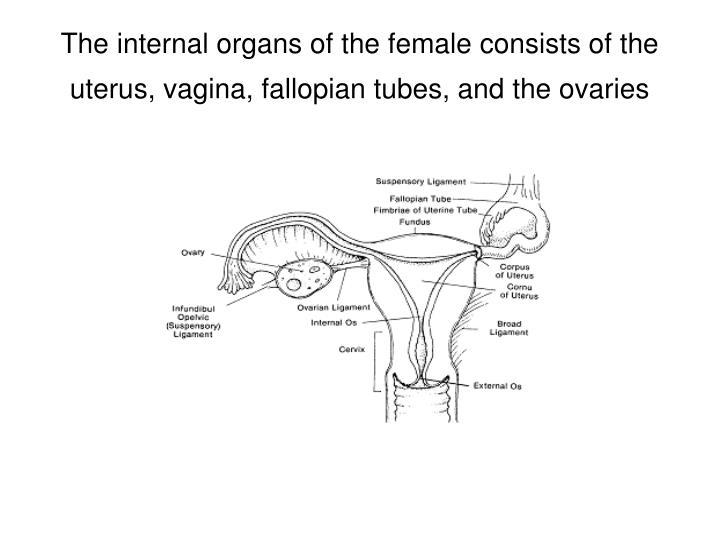 PPT - Reproductive Anatomy & Physiology PowerPoint Presentation - ID ...