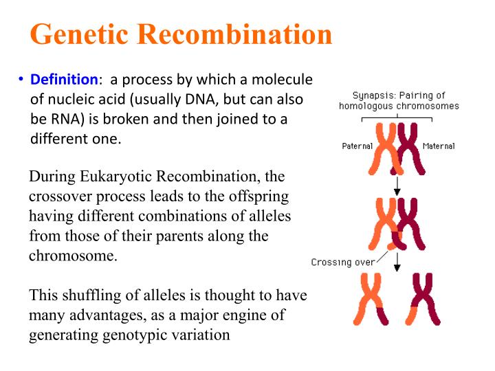 which three processes are methods of genetic recombination