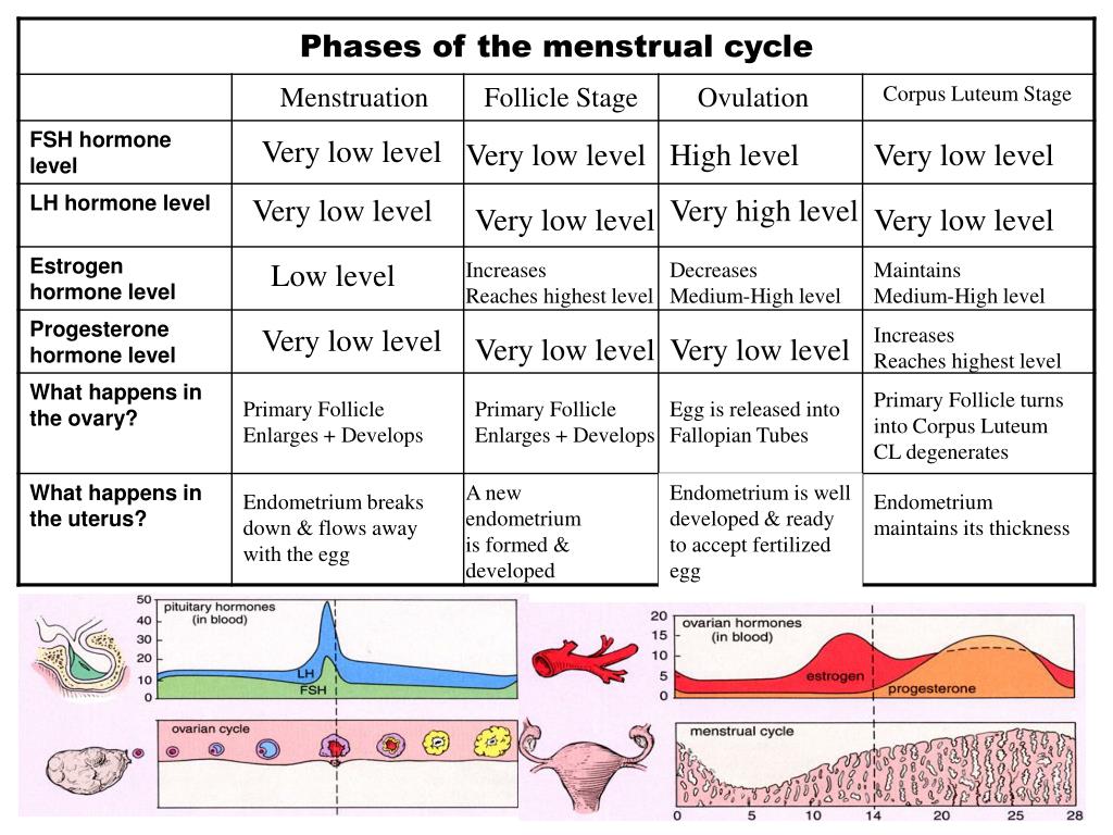 Cetosis periodo menstrual