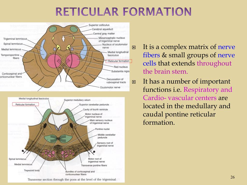 PPT INTERNAL STRUCTURE OF THE BRAIN STEM By Dr. Sanaa Alshaarawy & Dr
