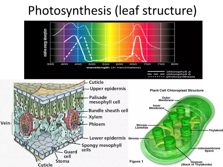 PPT - Photosynthesis (leaf structure) PowerPoint Presentation, free