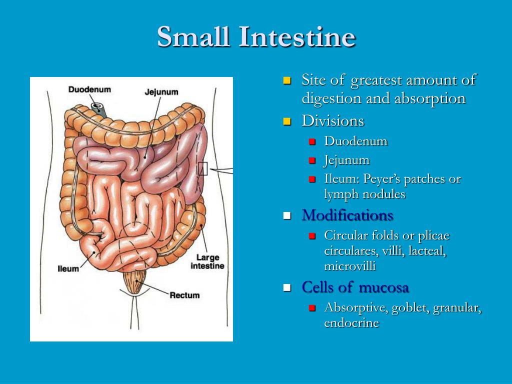 PPT Digestive System Anatomy PowerPoint Presentation Free Download 