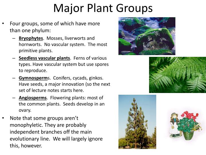 PPT SporeForming Plants PowerPoint Presentation ID