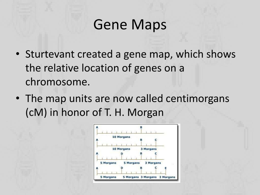 PPT Linkage and Gene Maps PowerPoint Presentation, free download ID5880772