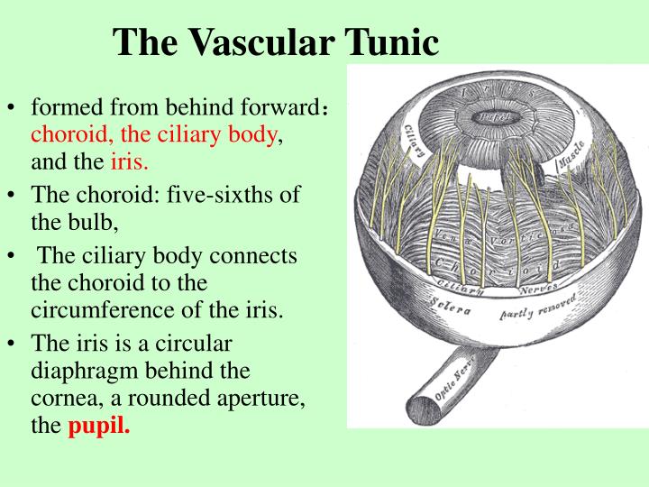 PPT Sensory organ PowerPoint Presentation ID5880971