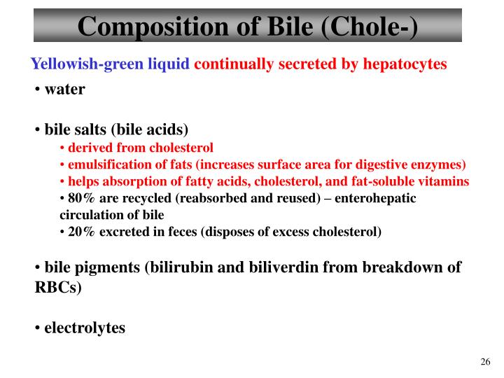bile of composition 98 PPT Pages System Intestine   Notes A&P ** ** 103 Liver Digestive Small/Large Lecture