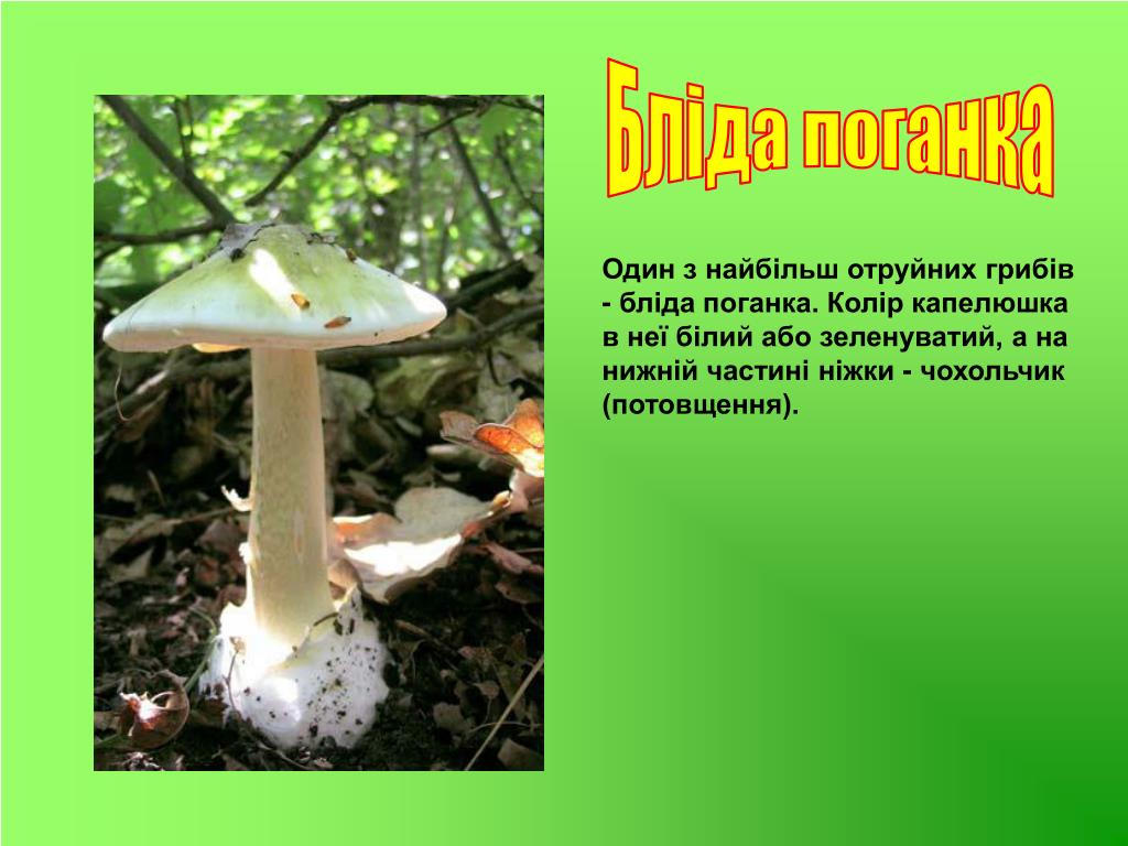 Окружающий мир 2 класс учебник лесные опасности. Опасный гриб бледная поганка. Бледная поганка шляпочный гриб. Проект ядовитые грибы бледная поганка. Проект лесных опасностях о бледной поганке.