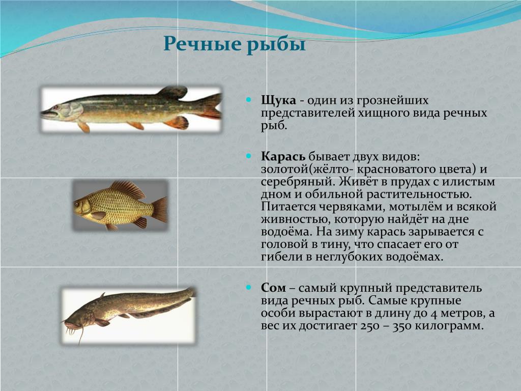 Информация про рыб. Презентация на тему речные рыбы. Сообщение о рыбе. Рыба для презентации. Сообщение на тему Пресноводные рыбы.
