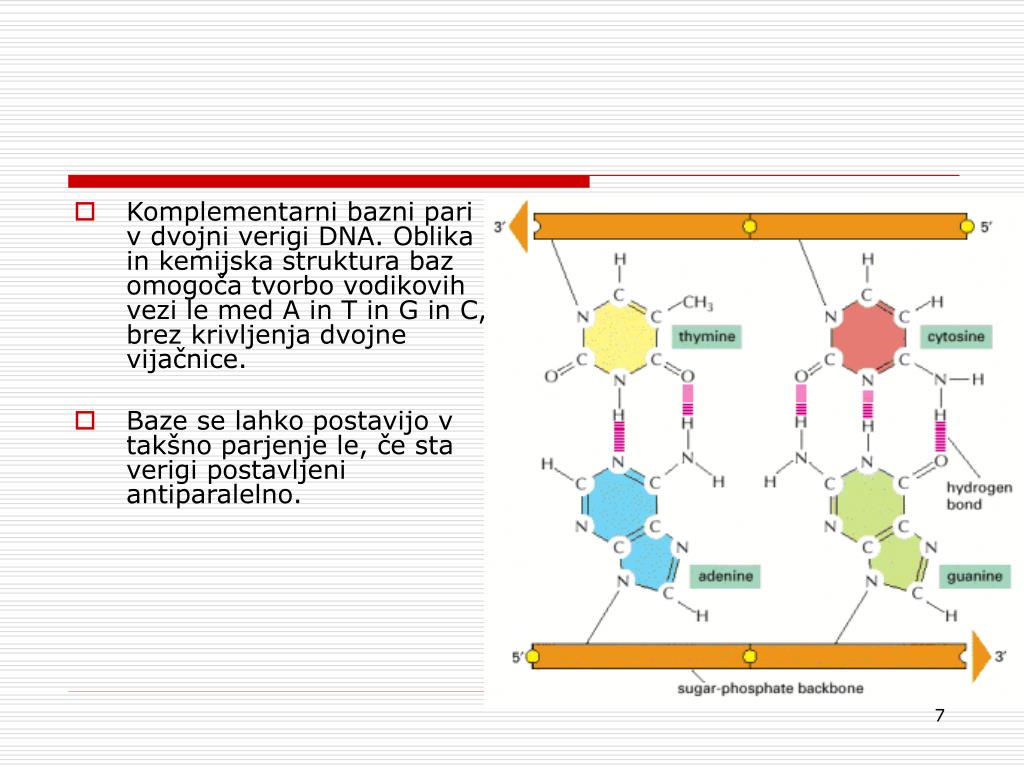 PPT - Struktura DNA PowerPoint Presentation, free download - ID:5886365