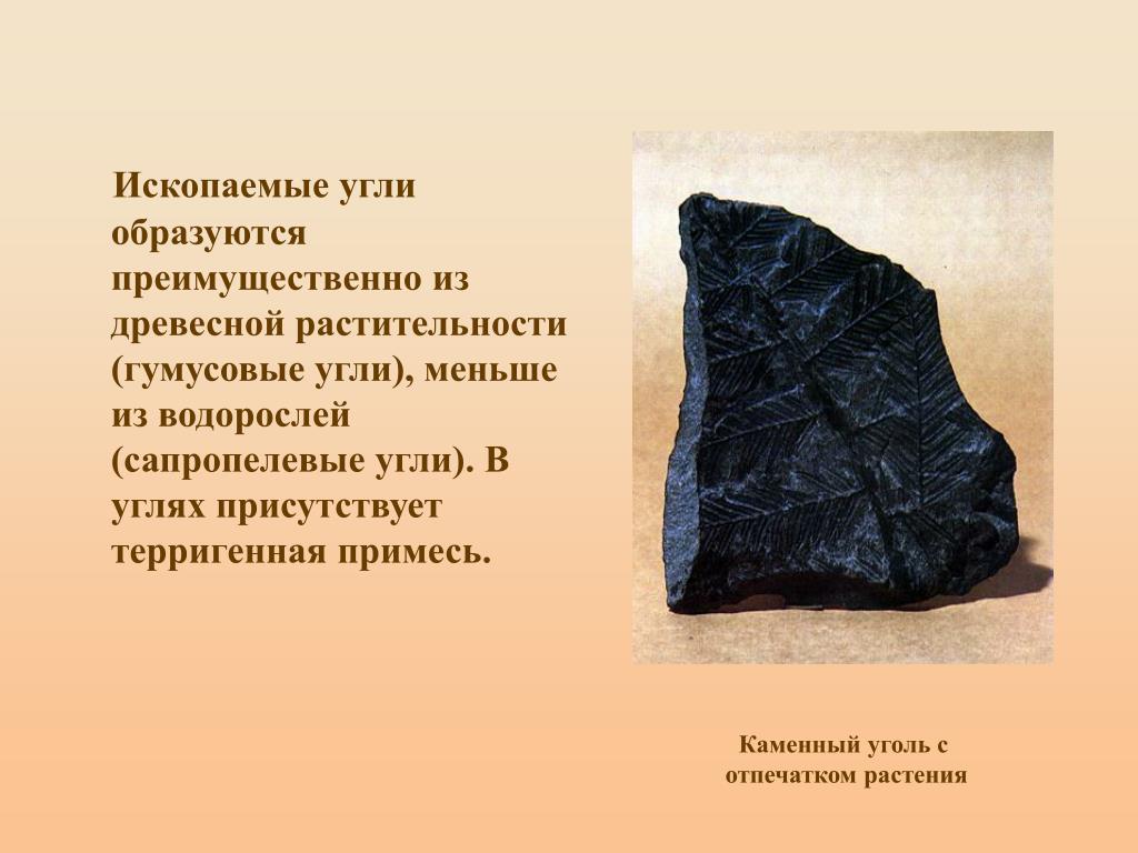 Каменный уголь информация. Каменный уголь Горная порода. Ископаемый уголь. Минеральные каменный уголь. Окаменелости уголь.
