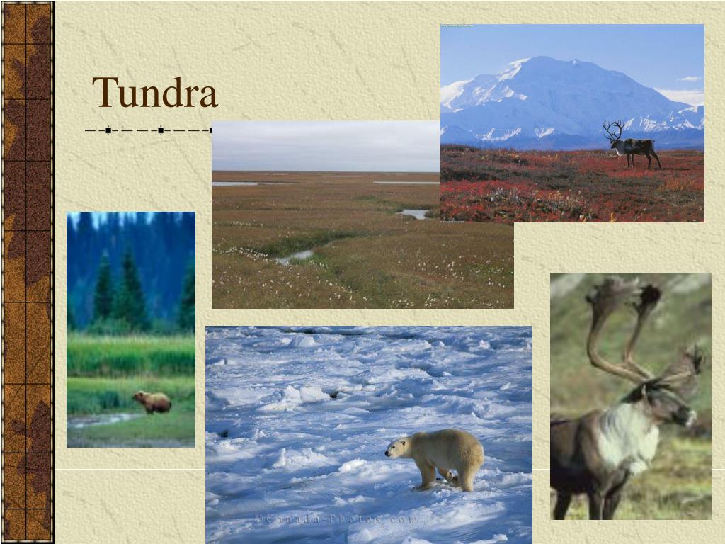 Describe The Different Types Of Tundra