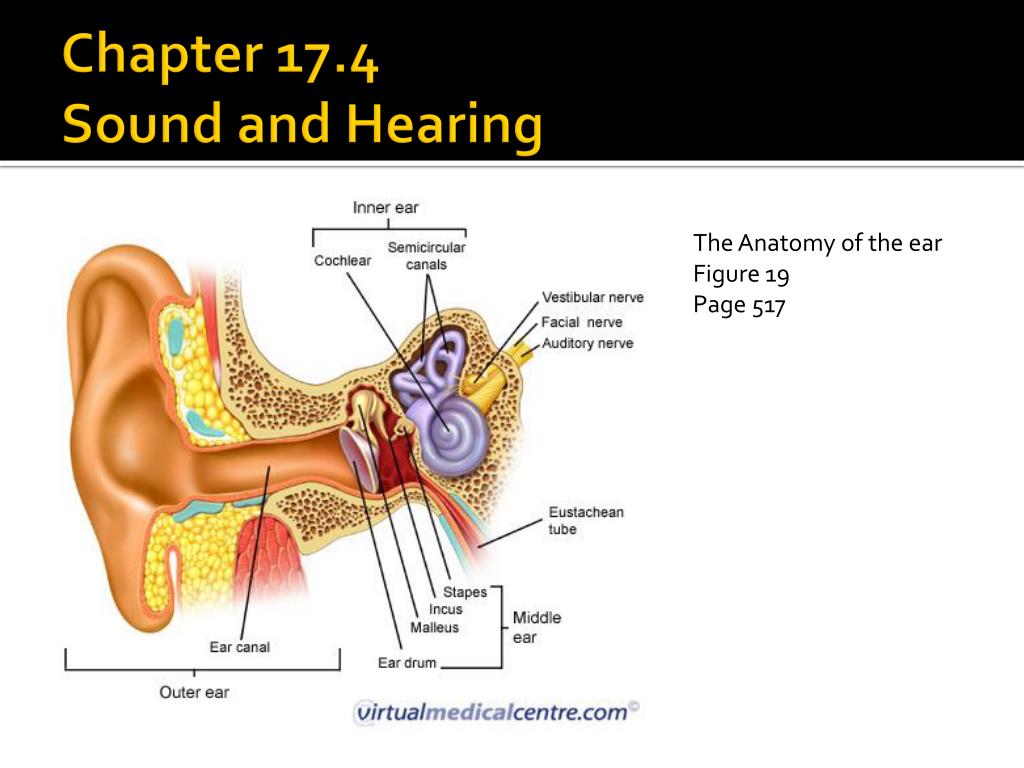 Hears 12. The structure Cochlear canal. Ear Durm structure. Auditory tube structure.