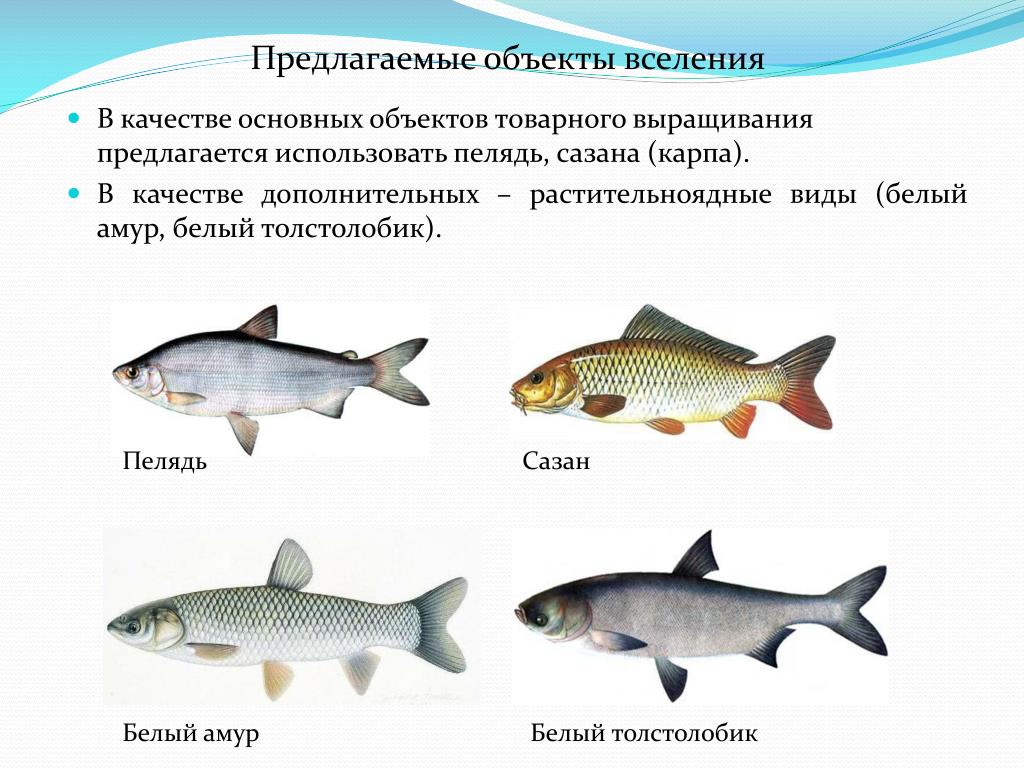 Рыба различие. Карп толстолобик белый Амур. Белый Амур и толстолобик отличия. Растительноядные рыбы названия. Травоядные рыбы названия.