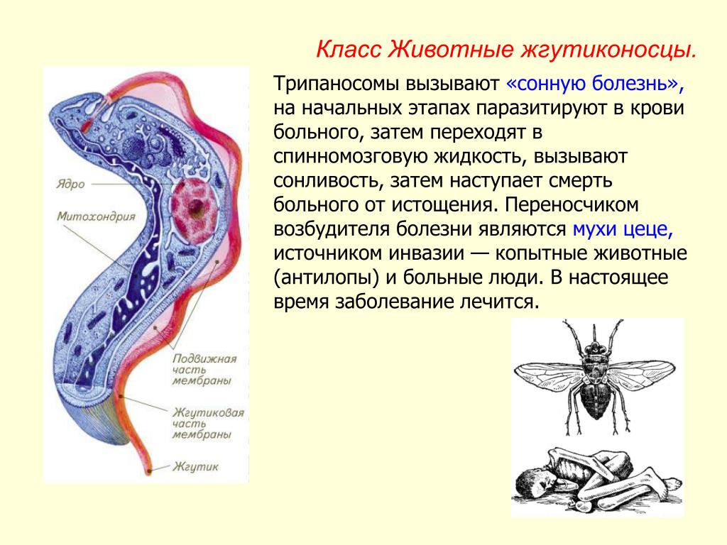Муха огэ. Трипаносома паразит биология. Сонная болезнь возбудитель трипаносома. Трипаносомы место паразитирования в организме человека. Трипаносома внутриклеточный паразит.