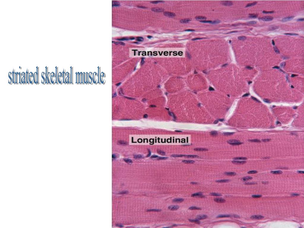 PPT - muscular tissue PowerPoint Presentation, free download - ID:5896746