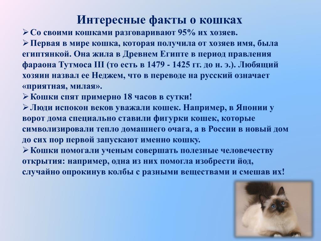 Факты о кошках