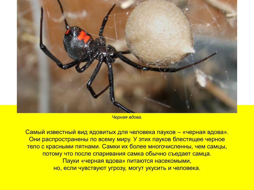Вдовы опасны. Самка каракурта чёрная вдова. Каракурт паук самец. Чёрная вдова паук самка. Чёрная вдова паук самец.