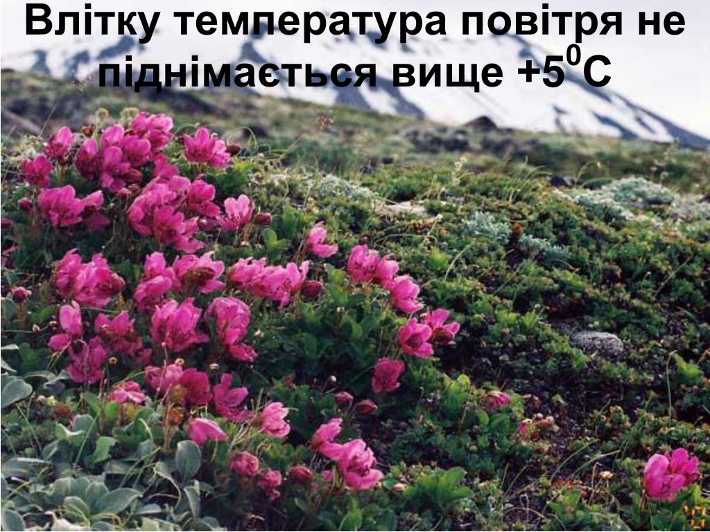 Рододендрон на дальнем востоке. Рододендрон Камчатский. Рододендрон на Камчатке. Рододендрон Курильский. Рододендрон Камчатский Rhododendron camtschaticum.